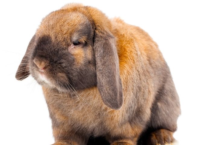 Cute Names For a Brown Rabbit