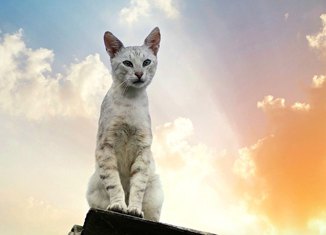 male-constellation-cat-names