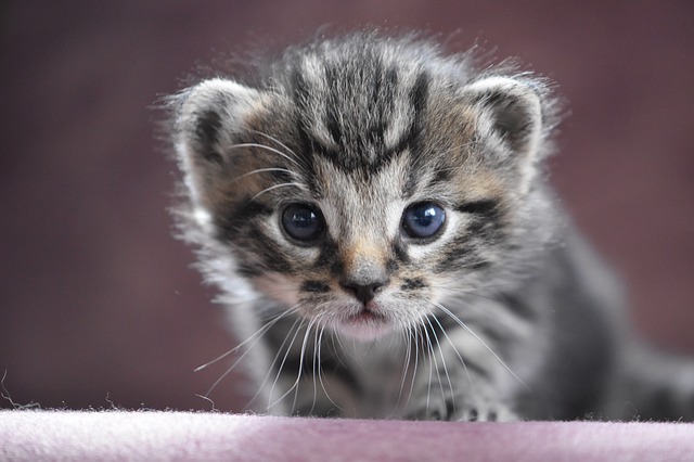 kawaii-male-cat-names