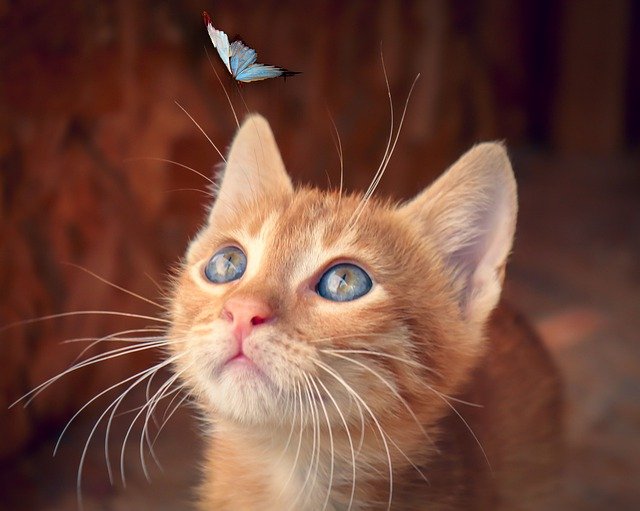kawaii-female-cat-names