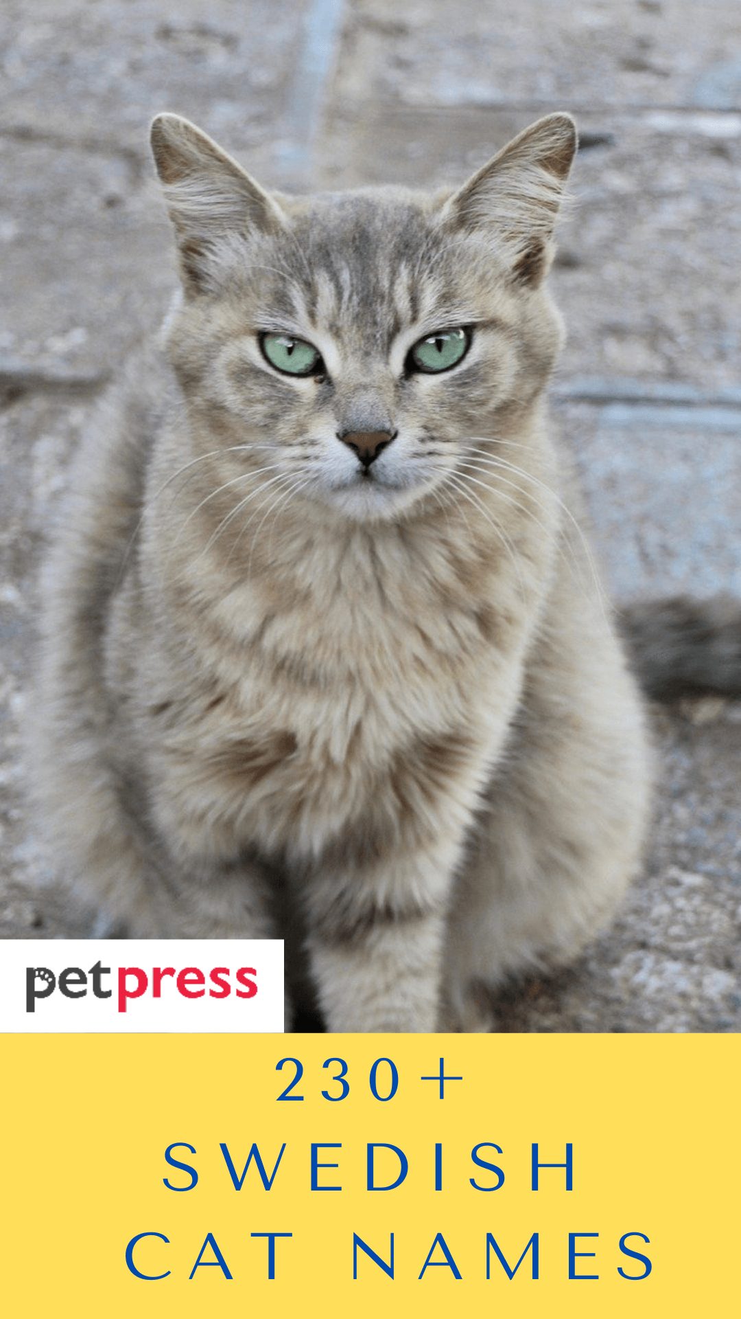 swedish-cat-names