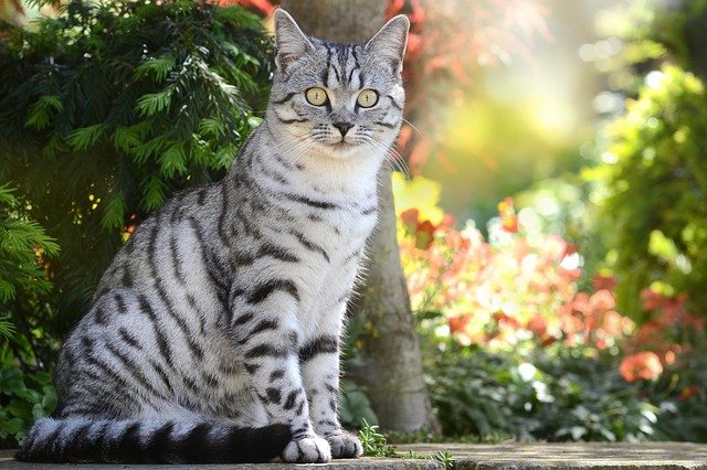 male-swedish-cat-names