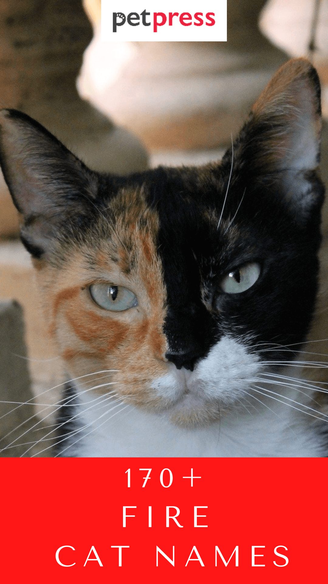 fire-cat-names
