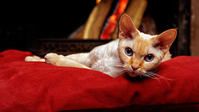 male-fire-cat-names