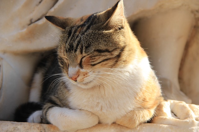 cute-fire-cat-names