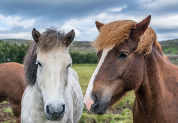 Best Southern Names For A Horse
