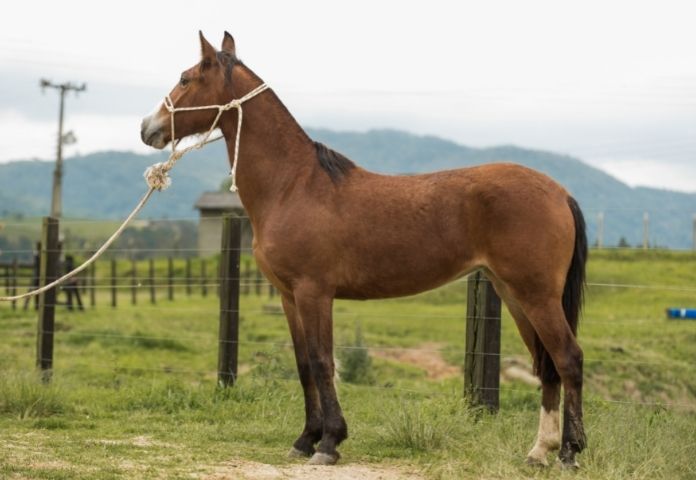 Southern Horse Female Names