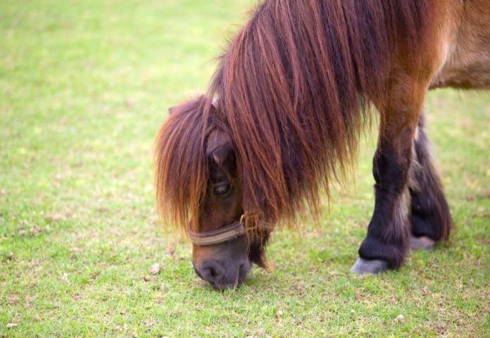 Best Food Names for Boy Horses