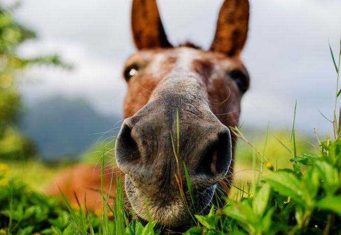Funny Horse Names