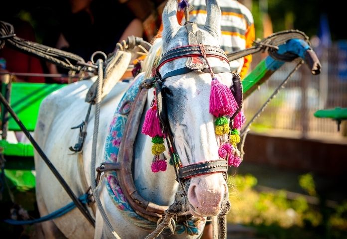Indian Horse Names