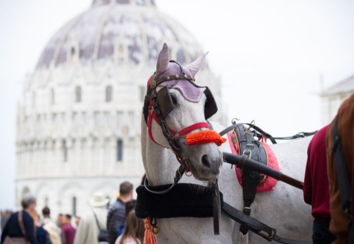 Foreign Horse Names