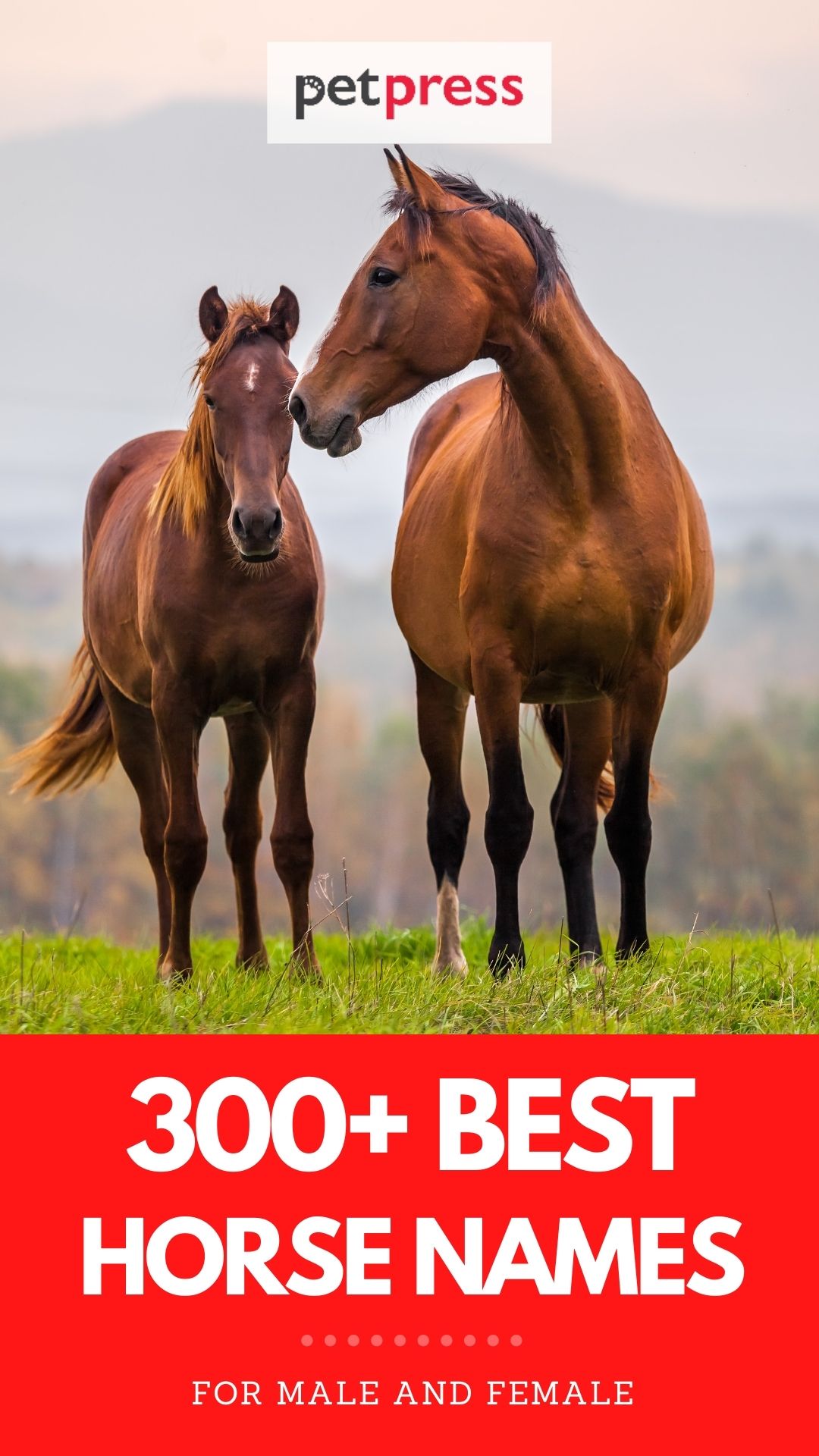 best horse names