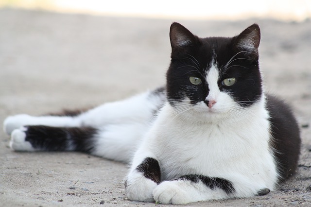 black-and-white-cat-names