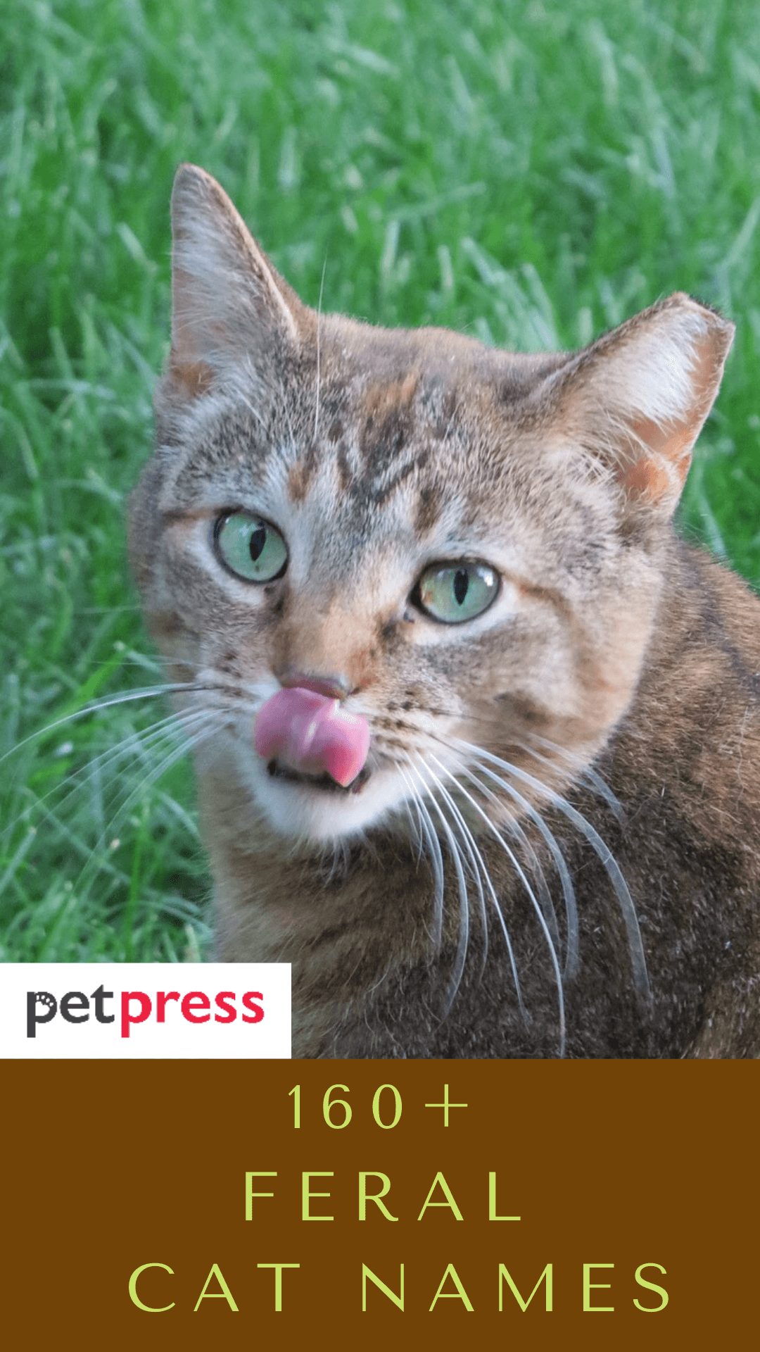 feral-cat-names