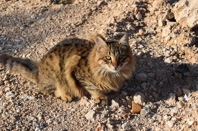 unisex-feral-cat-names