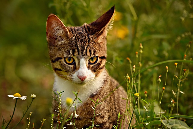 random-male-cat-names