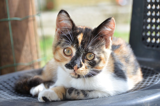 random-female-cat-names