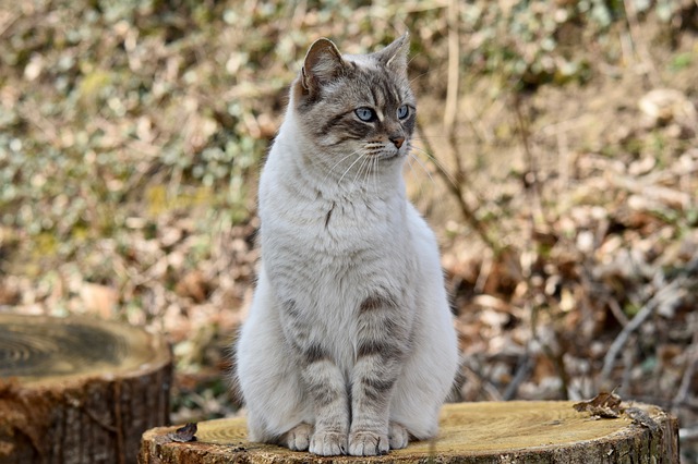 random-cute-cat-names