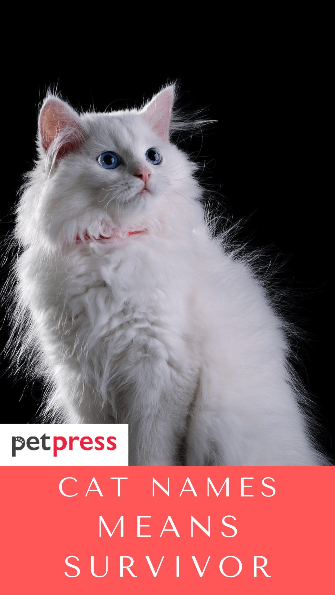 cat-names-means-survivor