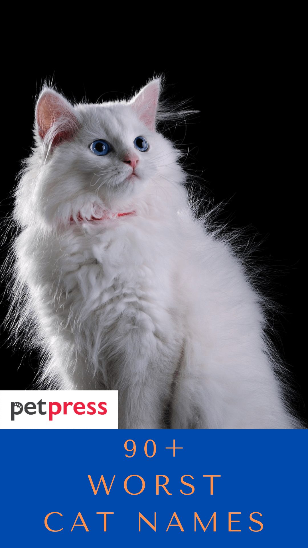 worst-cat-names