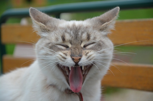 worst-female-cat-names