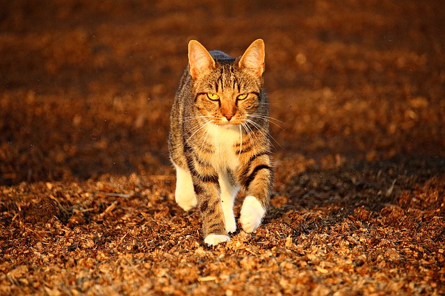 male-creepy-cat-names