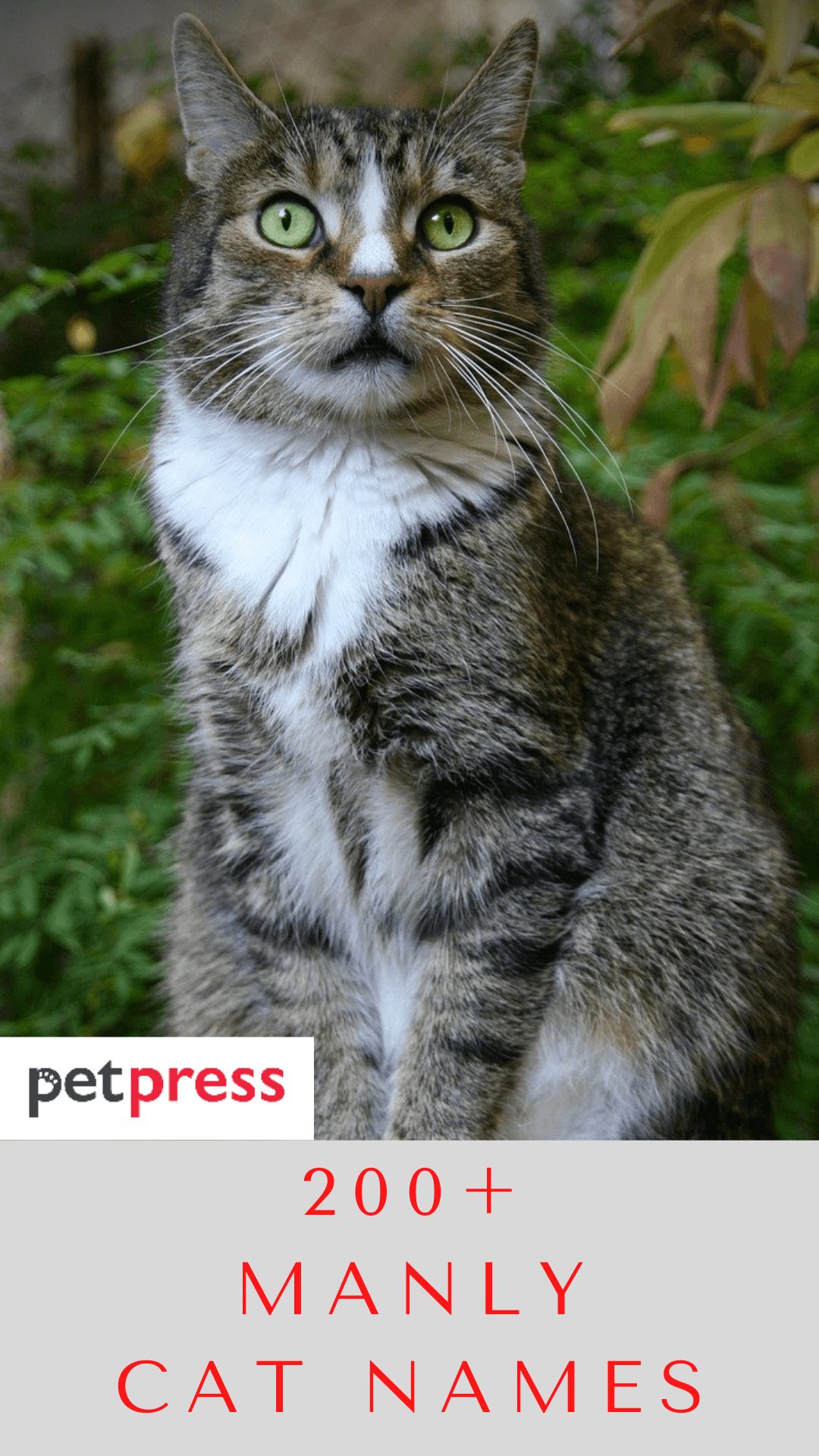 manly-cat-names
