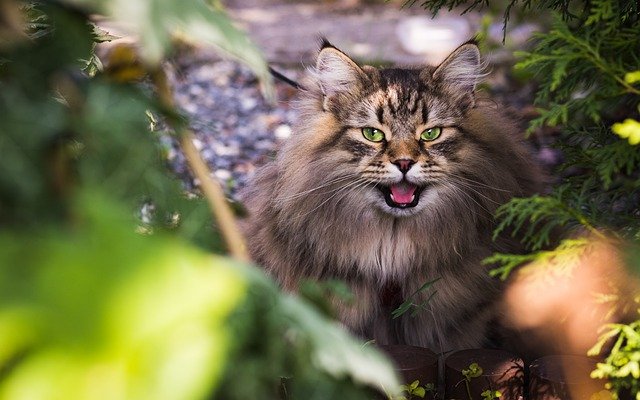 best-manly-cat-names