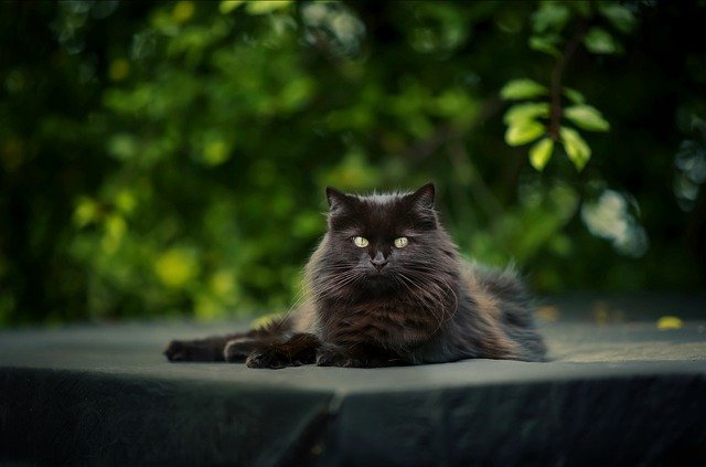 popular-manly-cat-names