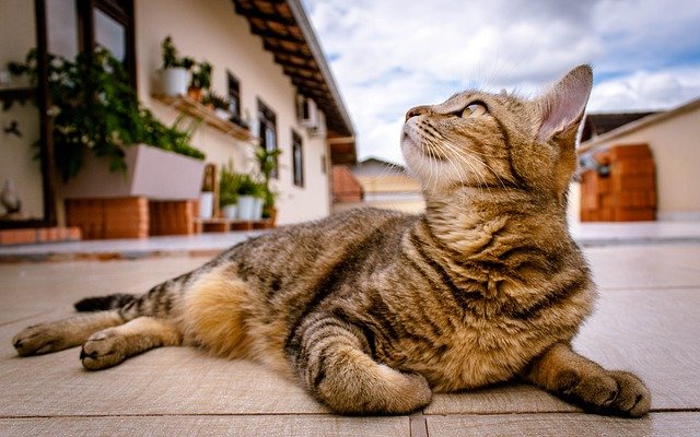 good-manly-cat-names