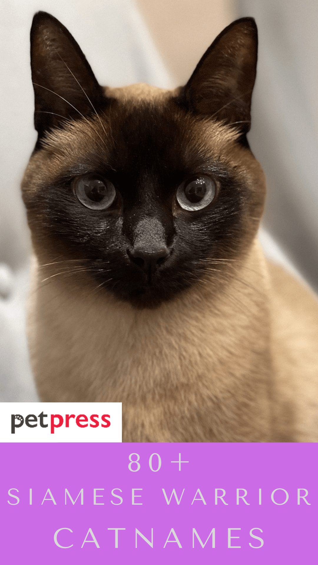 siamese-warrior-cat-names