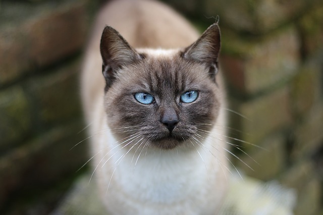 unique-siamese-warrior-cat-names