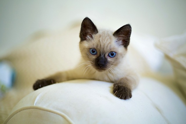good-siamese-warrior-cat-names