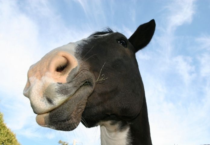 Male Rude Horse Names
