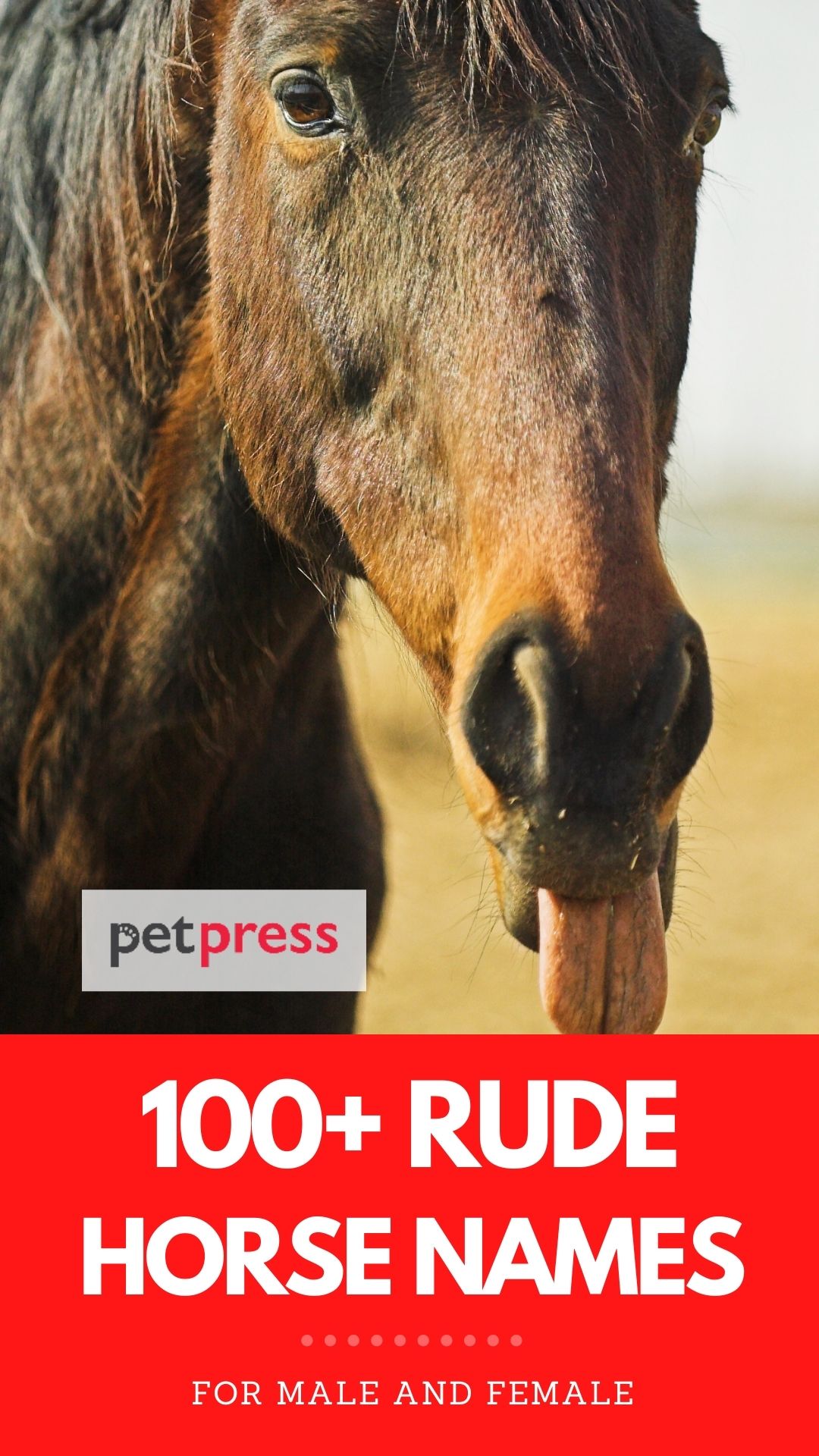 rude horse names