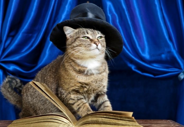 Cat Detective Names