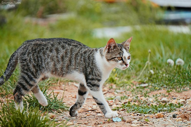 female-adventurous-cat-names