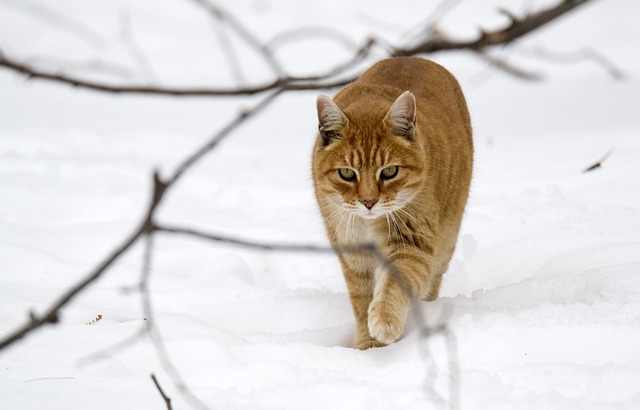 good-adventurous-cat-names