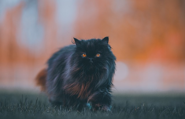 cute-adventurous-cat-names