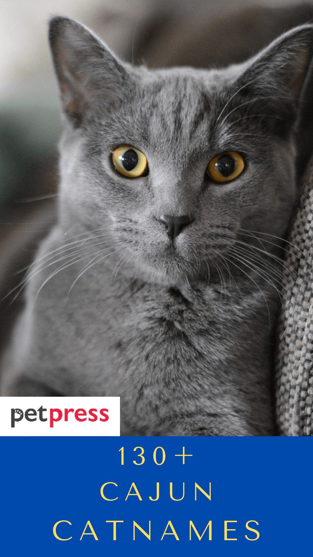 cajun-cat-names