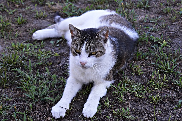 male-cajun-cat-names