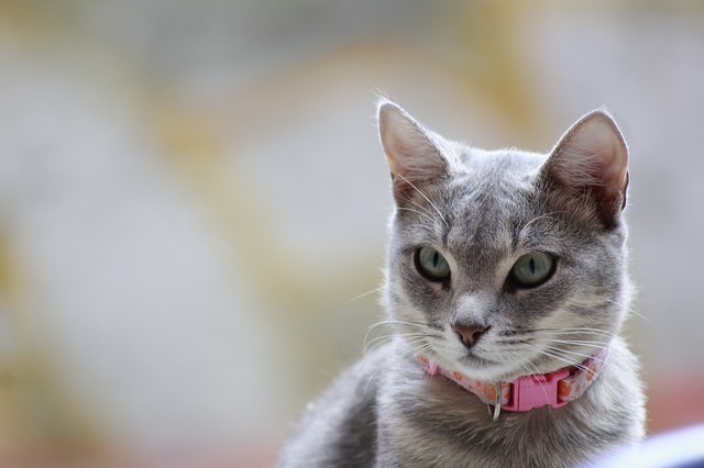female-cajuncat-names