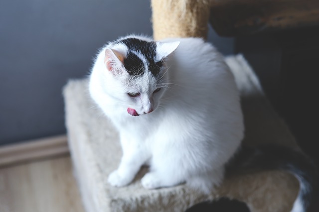 female-curious-cat-names