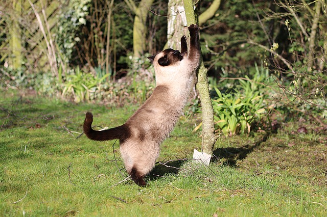 male-curious-cat-names