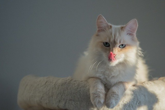 Best Birman Cat Names