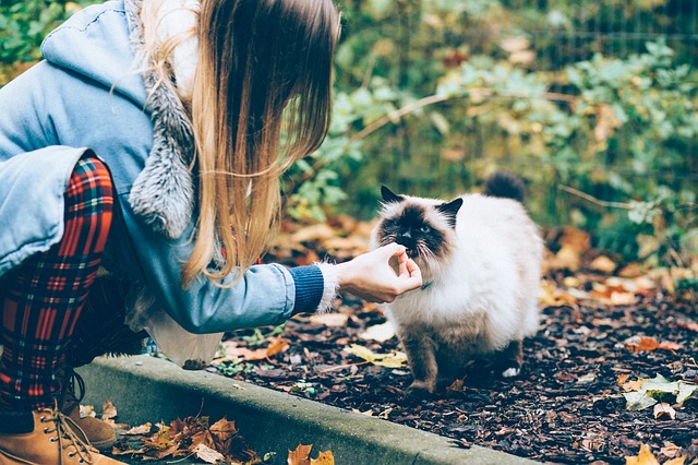 Best Birman Cat Names 01