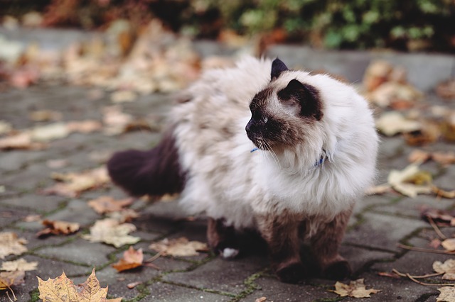 Male Birman Cat Names