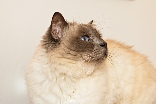 Male Birman Cat Names 01