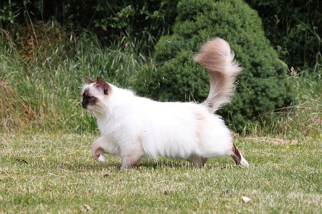 unisex-birman-cat-names