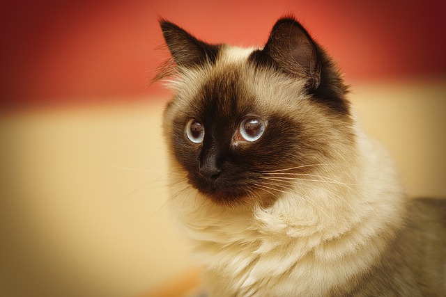 unisex-birman-cat-names